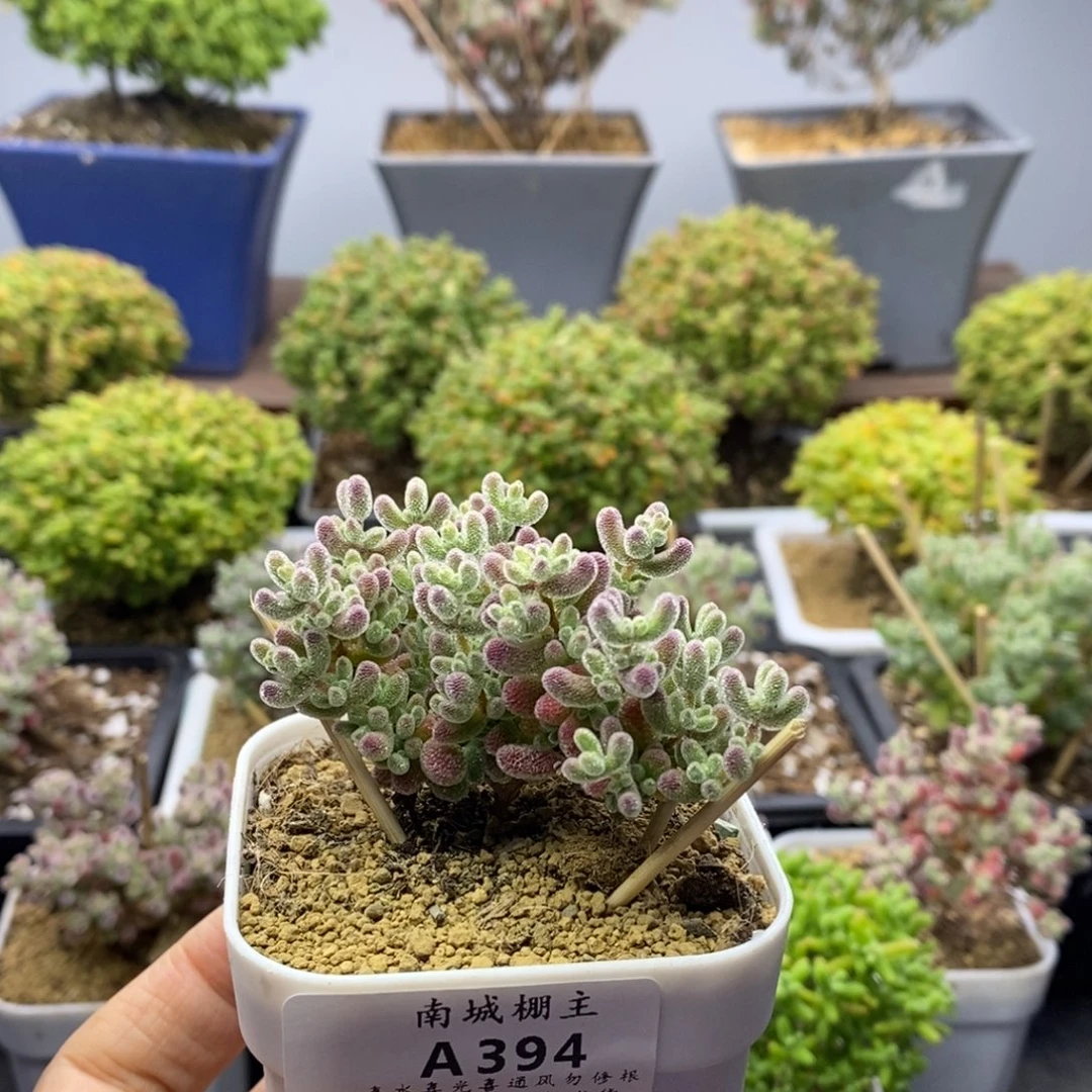 394优选冰晶枝干番杏