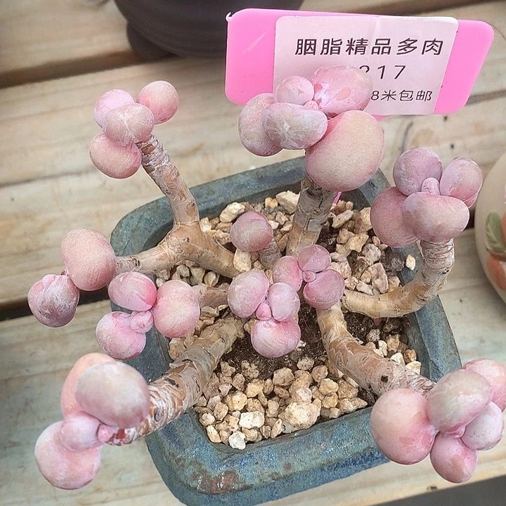 00217楼了咯璐璐痛了