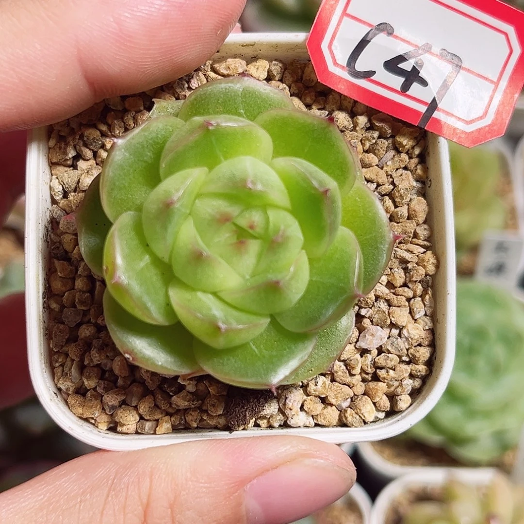 C47 一物一拍  珍妮精选