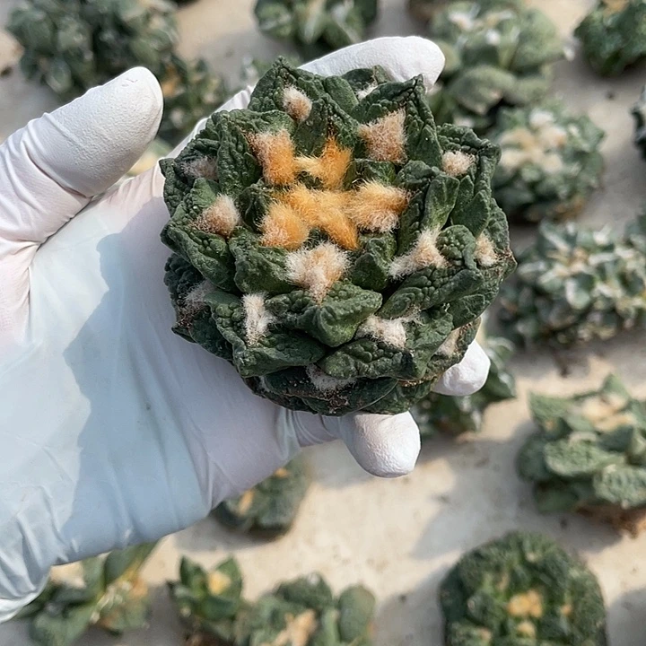 自根龙角龟甲杂特价