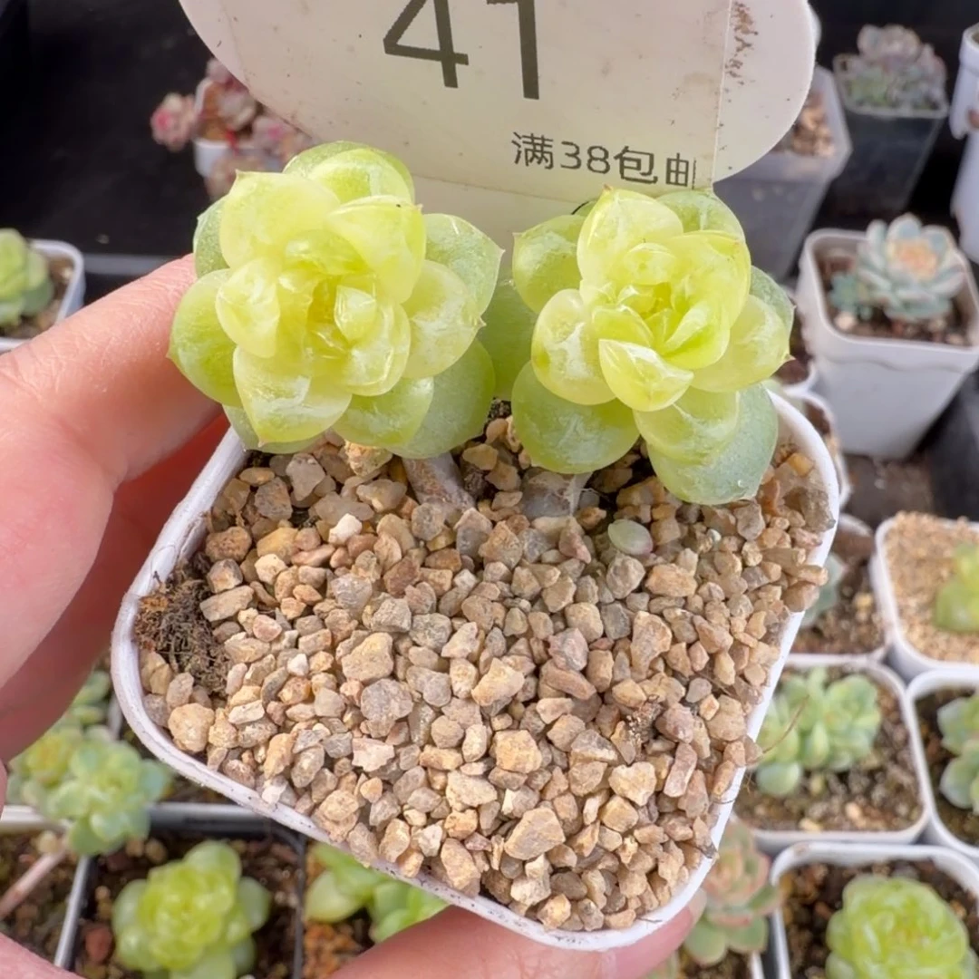 孤品珍妮双头41号