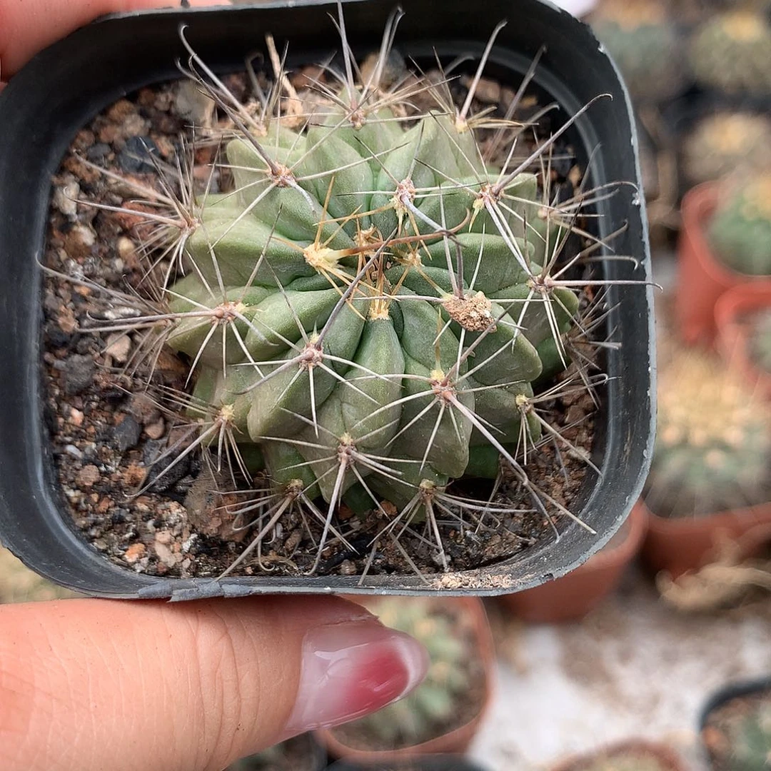 完全开放走****里仙人球实生黑喉