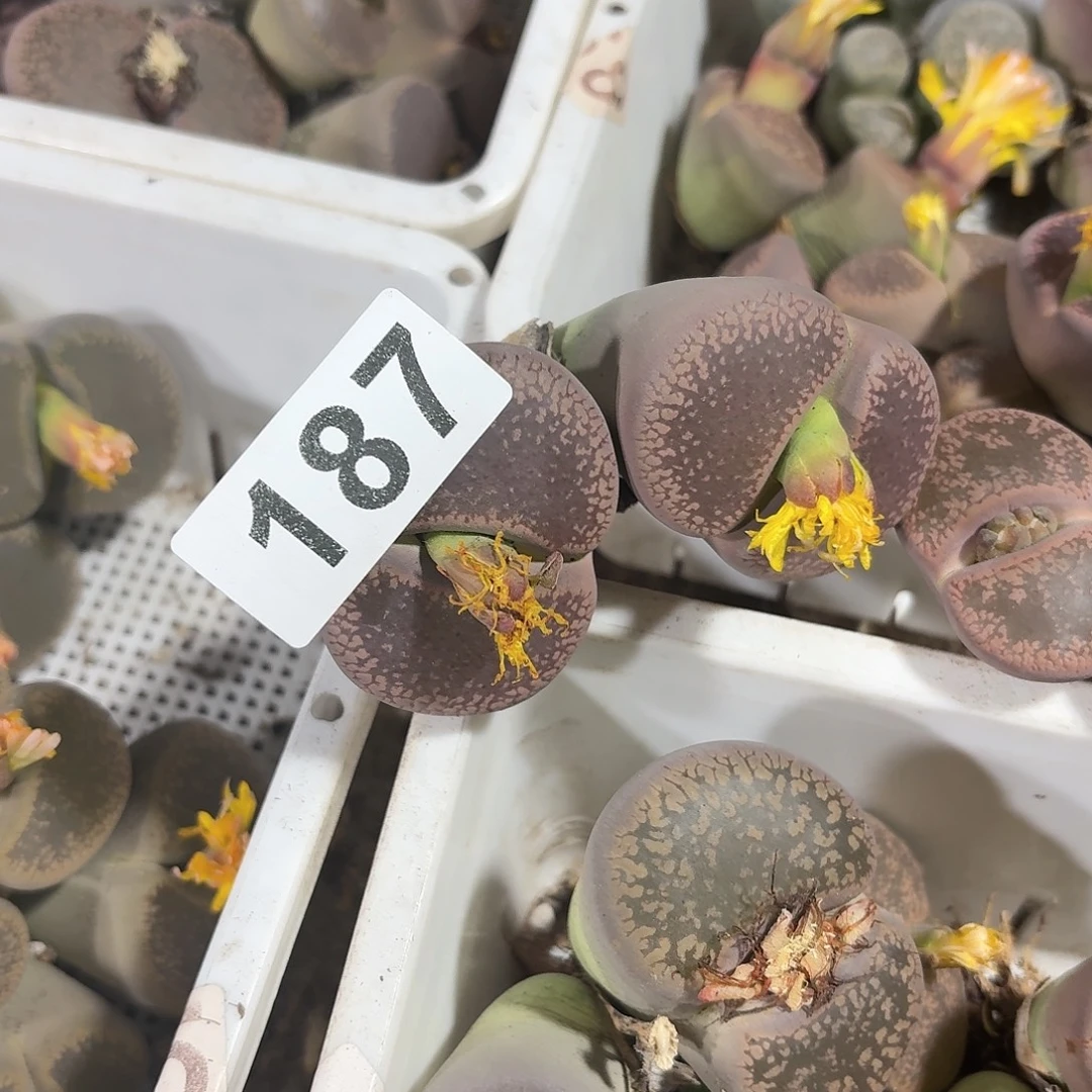 钰***头生石花一物一拍187