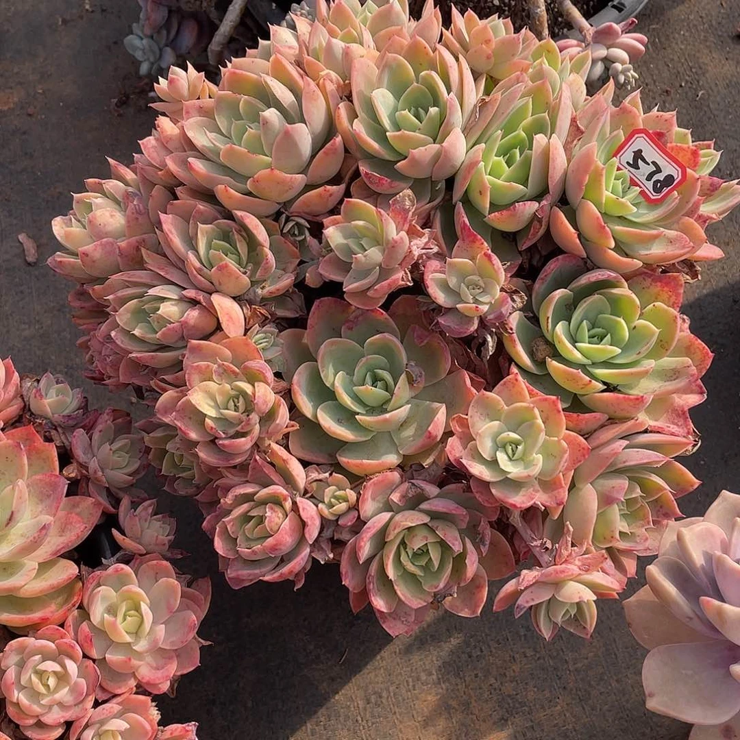 578丝绸一物一拍多肉