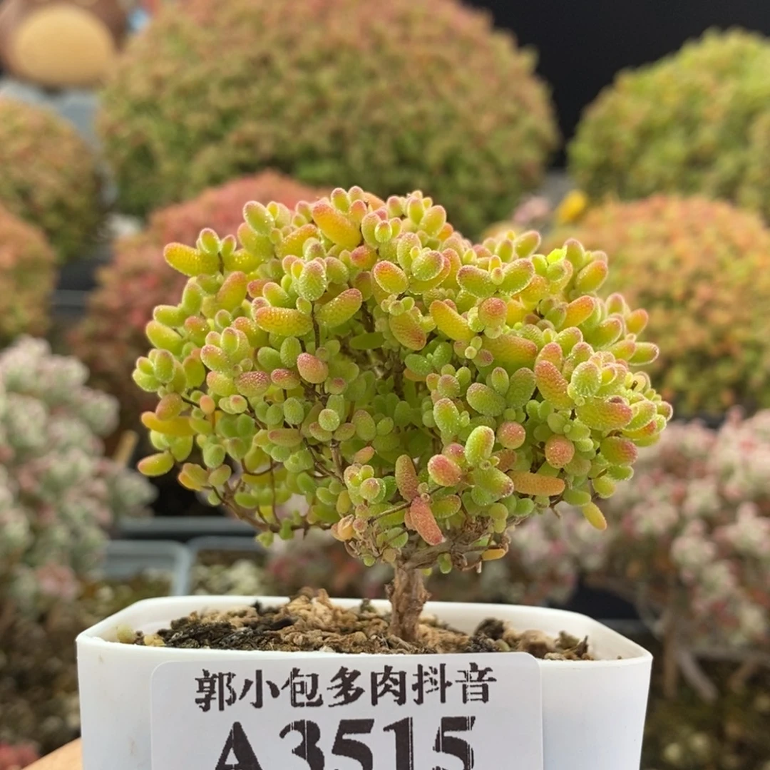 蜜橘糖球3515枝干番杏