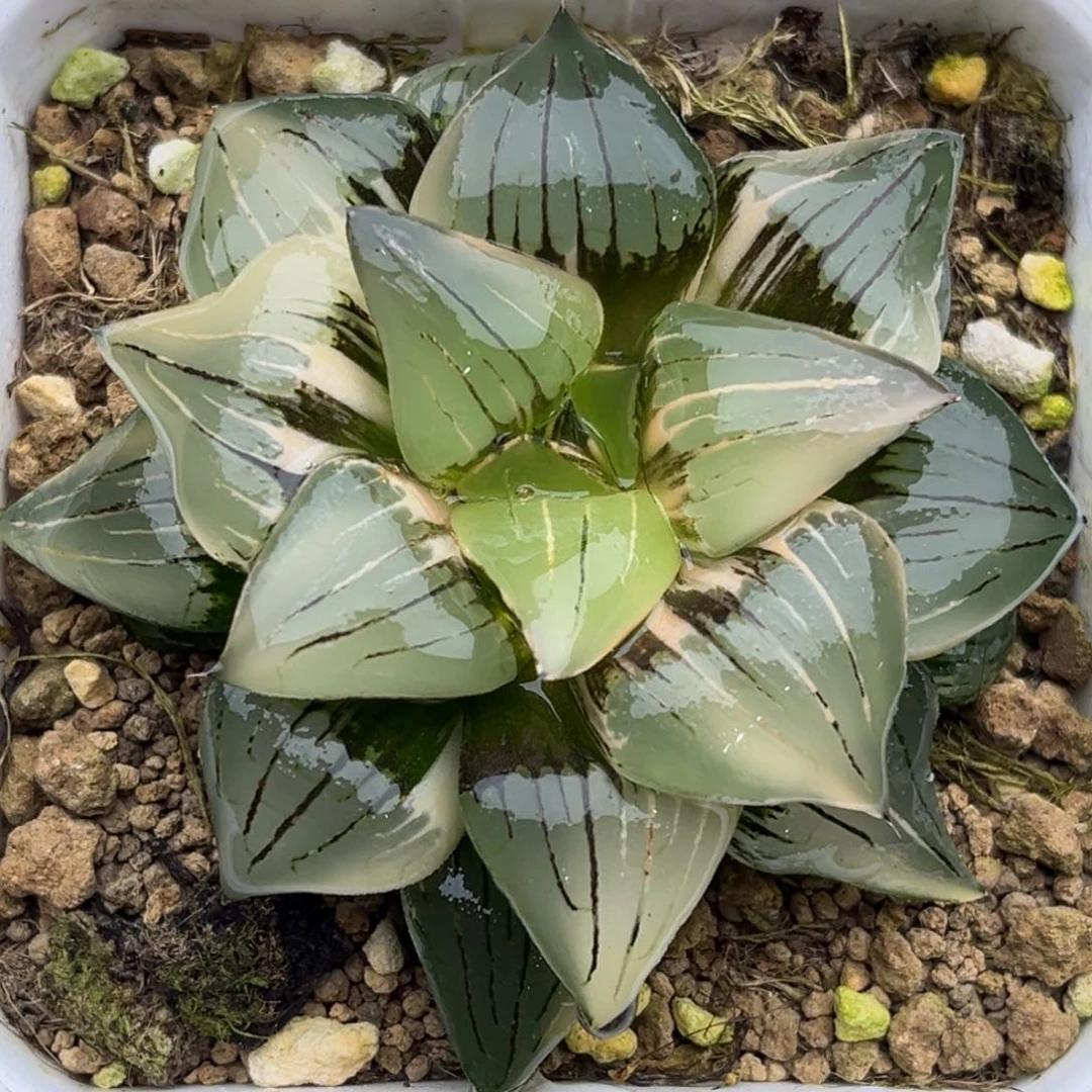 177巨大丸叶红纹寿锦福利专场