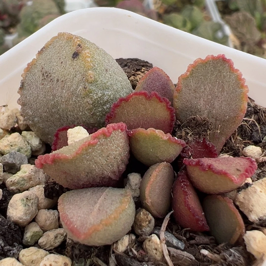 彩虹翼大苗多肉植物水泡