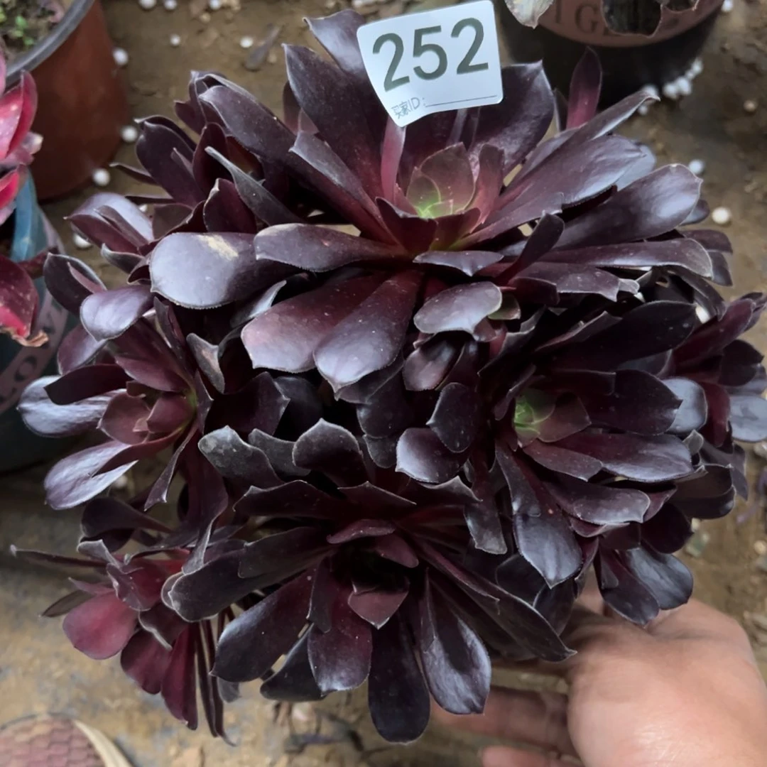 252欧紫多肉植物