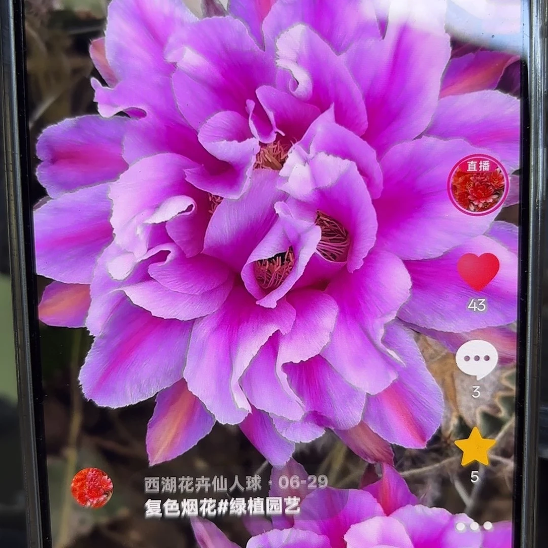 烟花彩侧牙20包邮12