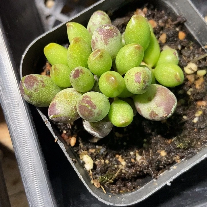 多肉植物鼓吹771多肉