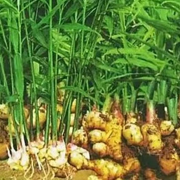 贵州高山威宁龙场农家自种小黄姜