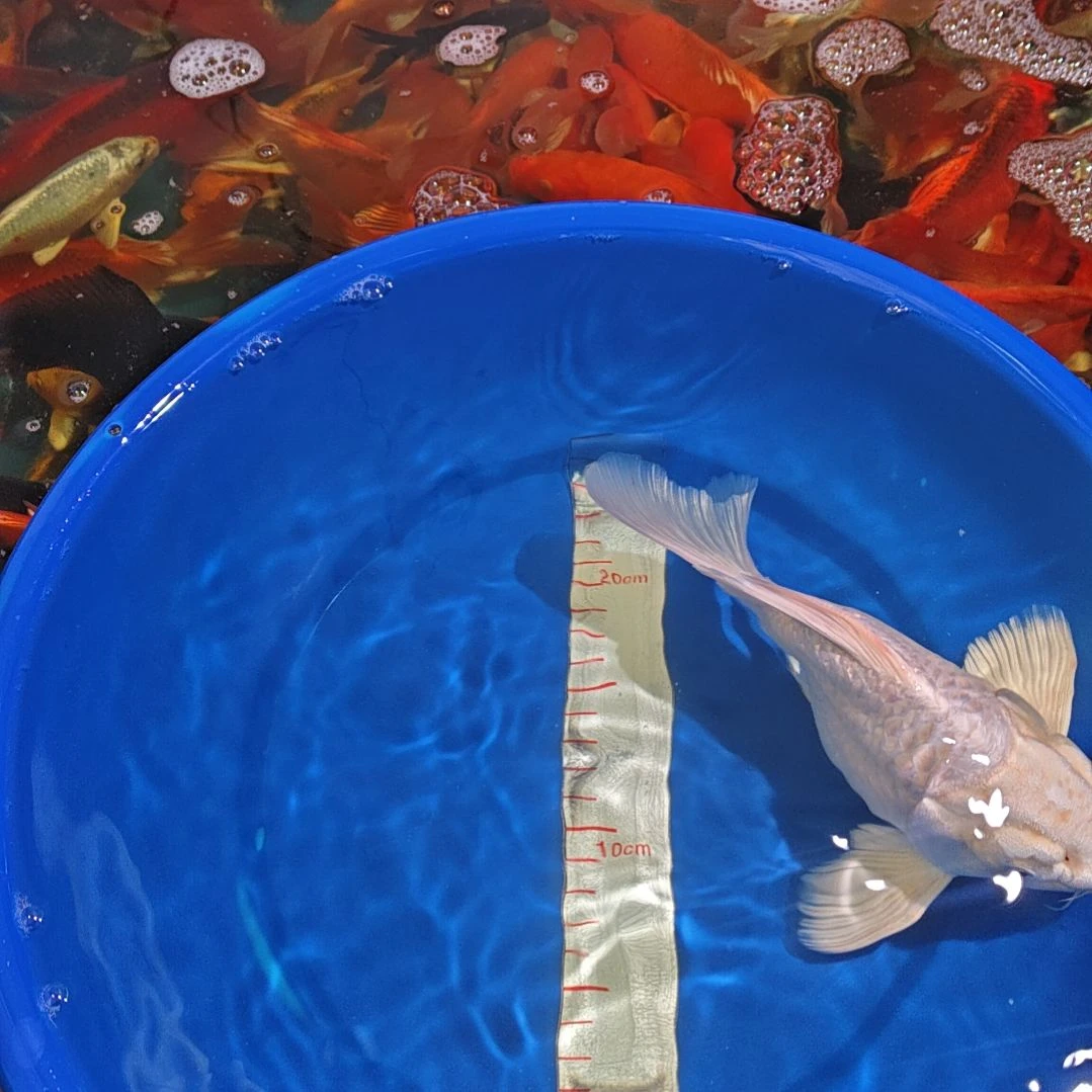 中国大陆冷水观赏鱼蝴蝶鲤