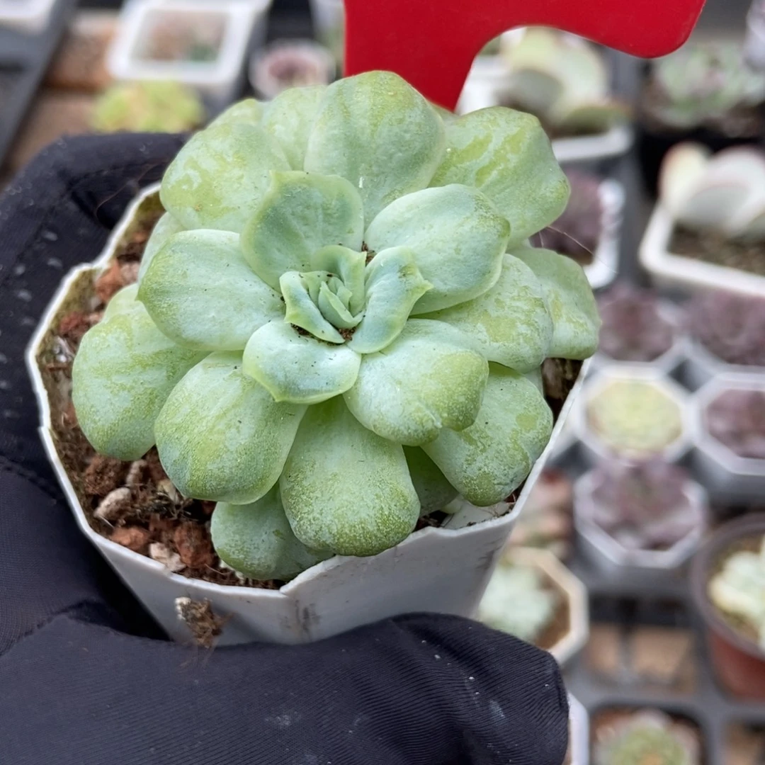 975泡泡纱多肉植物多肉