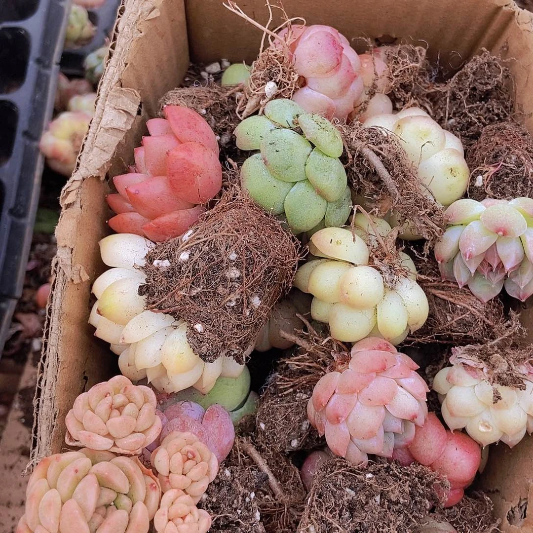 0000000001量拍保底20颗