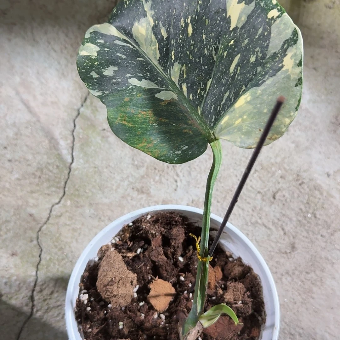 S***班无花朵龟背竹一物一拍