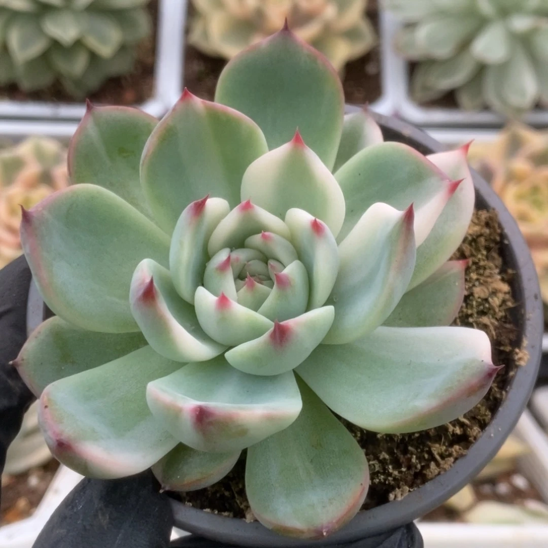 293锦锦锦锦锦锦锦锦锦