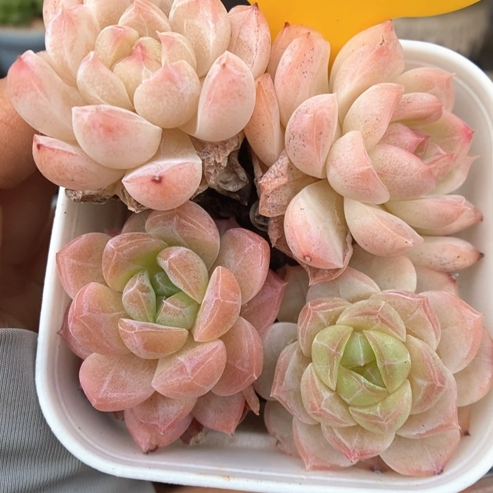糖心珍妮组合可拍386号。