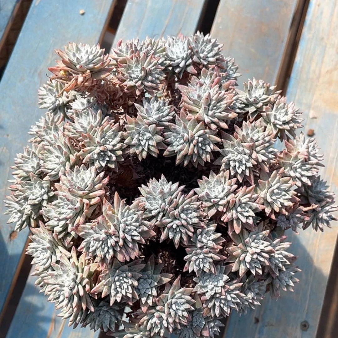 【闪购商品】大群白菊老庄