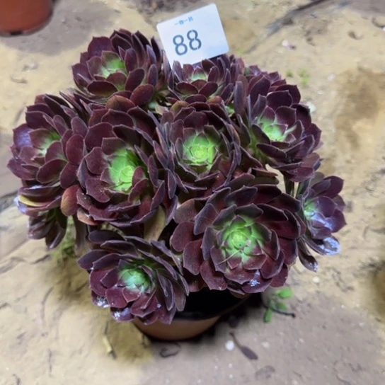 黑美人一物一拍88