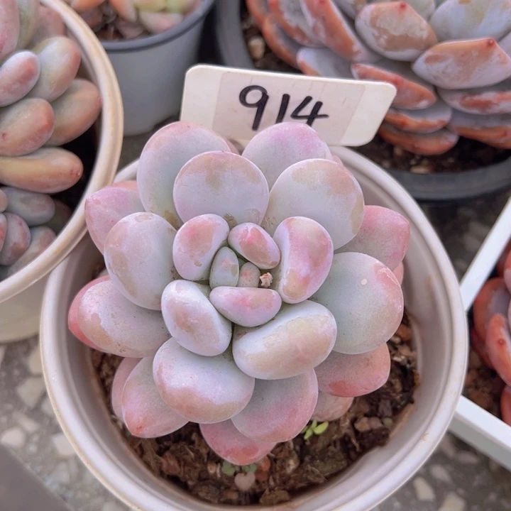 健健康康平平安安