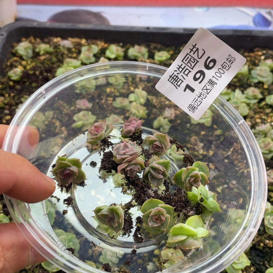 水晶虾饺一物一拍196..