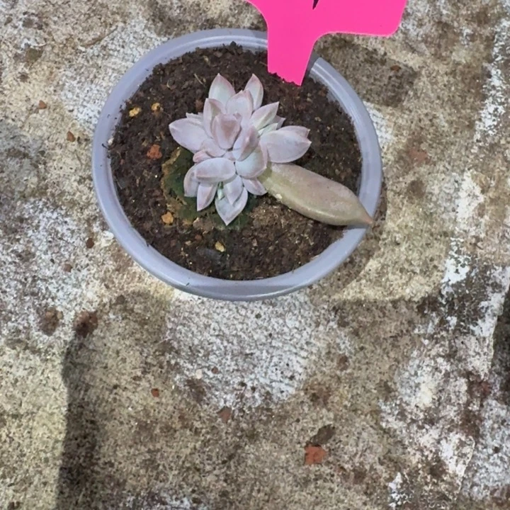 051邀约仙子新号福利价