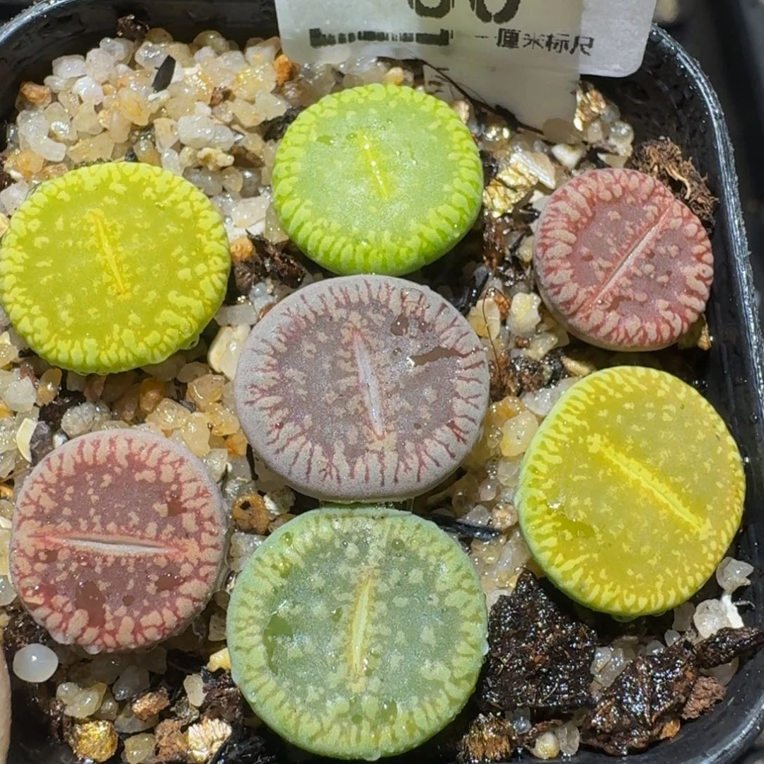 zzzzzz生石花肉锥30