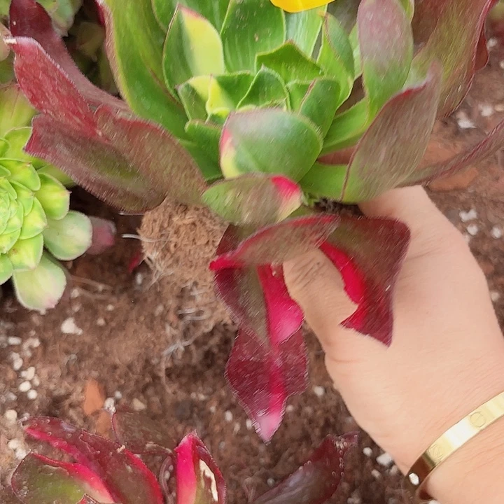 多肉植物福利1133