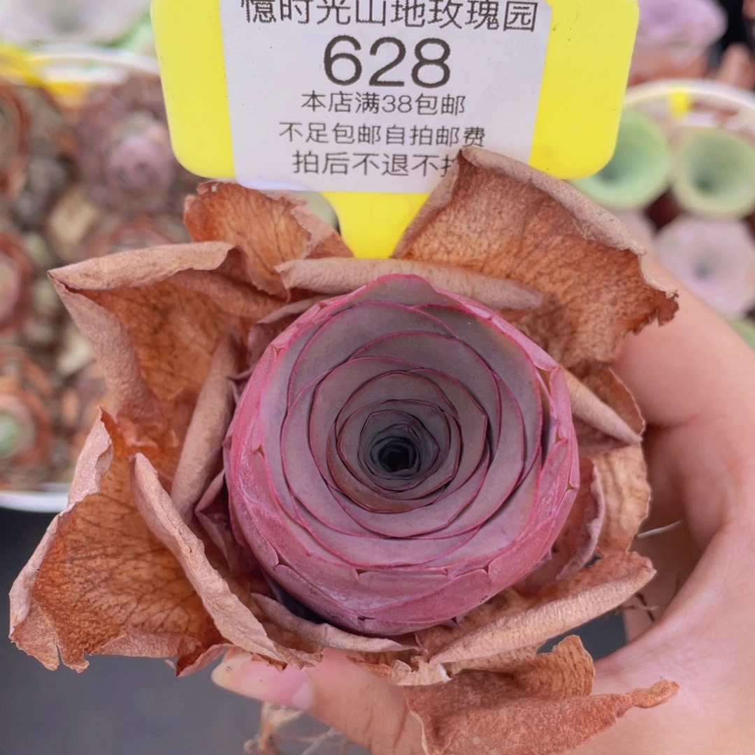 山地玫瑰628满38包邮裸根发货