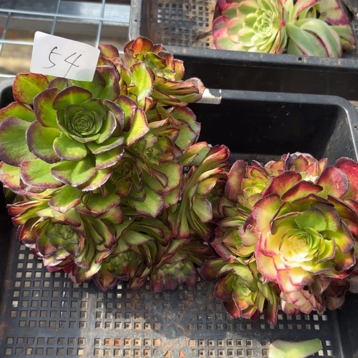 沧***粟无花朵054特价龙鳞无售后