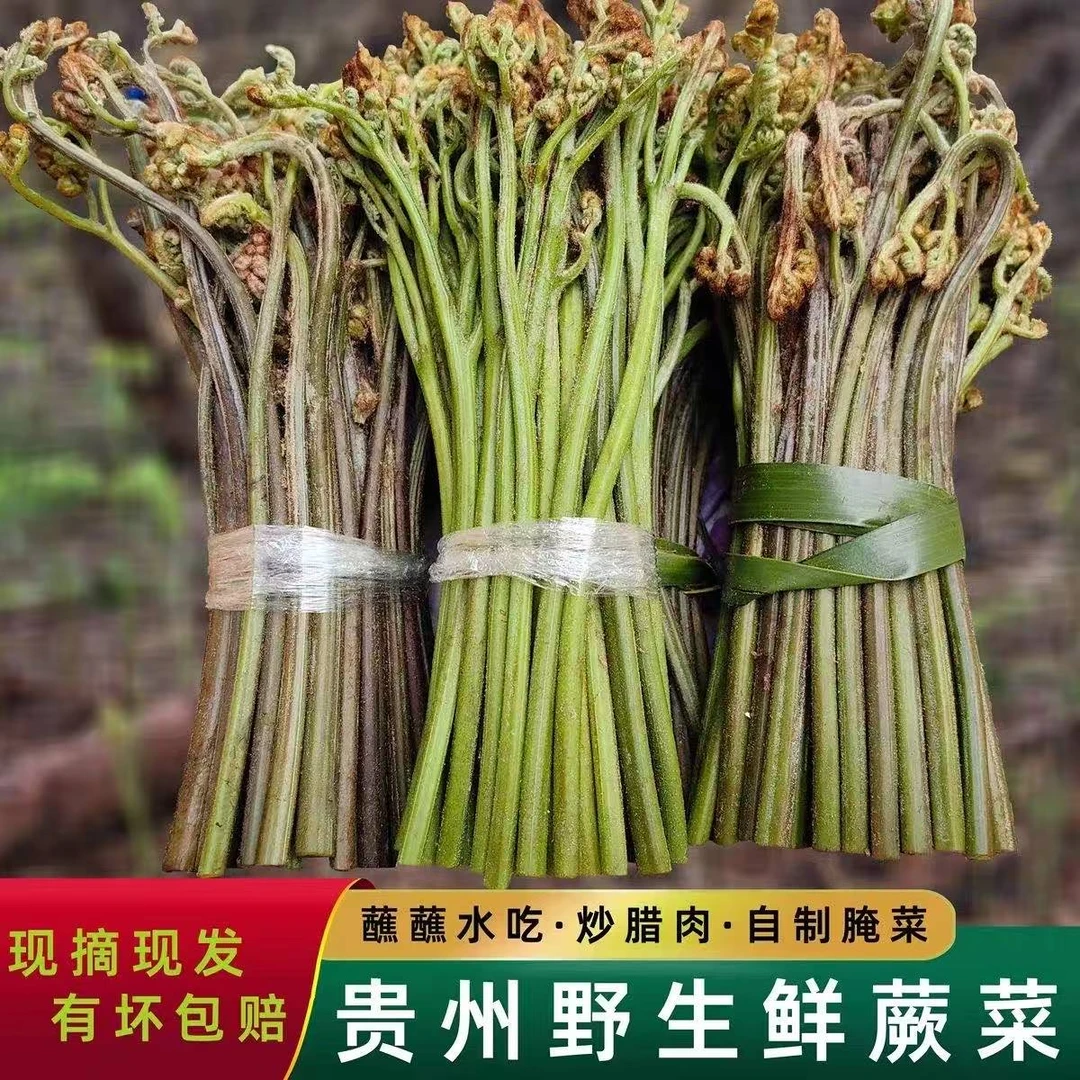 贵州现采蕨菜新鲜野生菜农家下饭菜应季野菜凉拌菜蔬菜甜厥菜厥苔