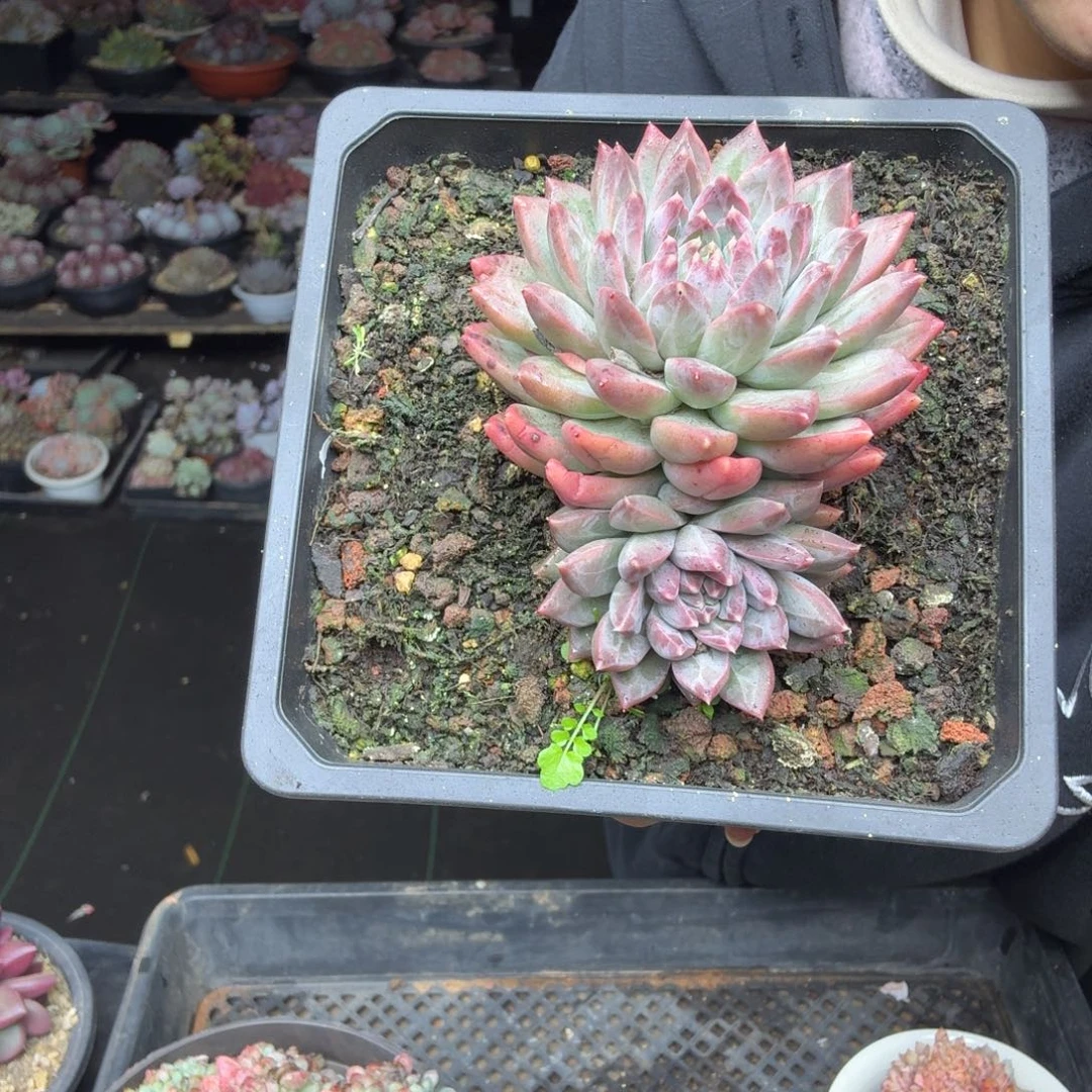 惠***馆018幻影一颗一物一拍