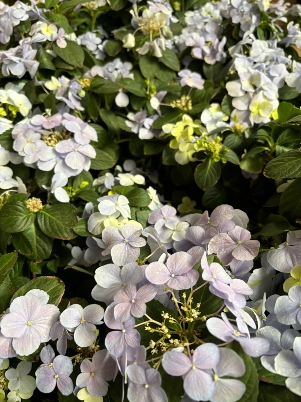 【落跑新娘】绣球 花期长 花头大 易养护阳台庭院盆栽