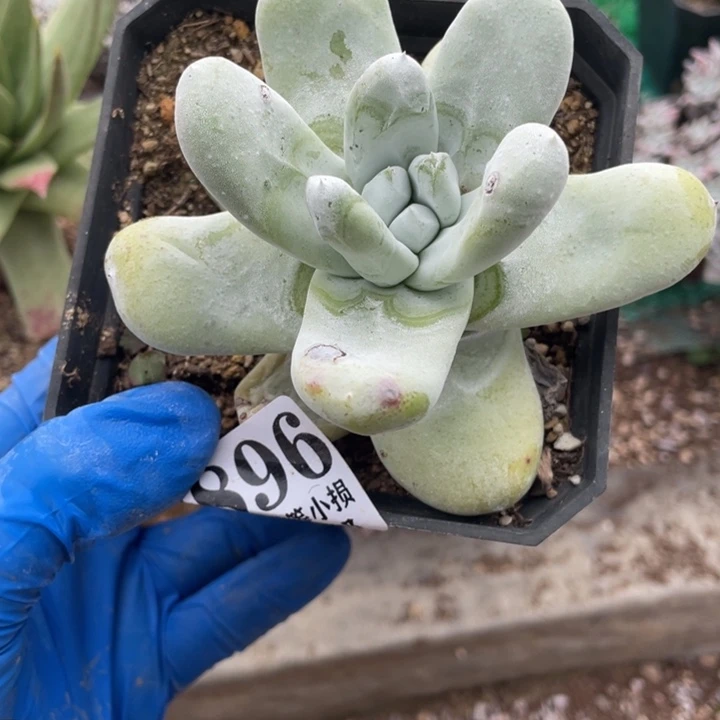 896号红拇指多肉植物