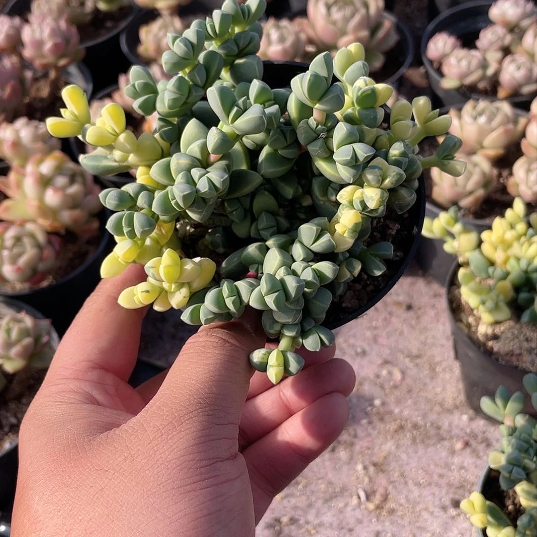 ?*0304  鹿角海棠锦 六月六