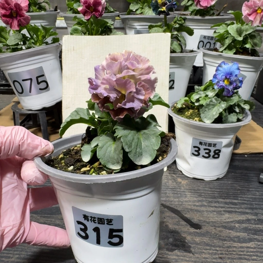 全部花朵315号洛可可