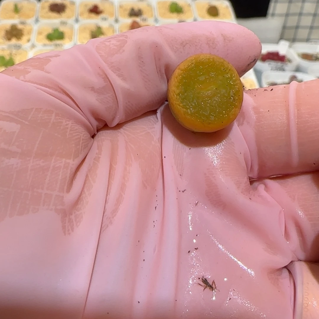 绑***咪肉锥多肉植物百科-1254