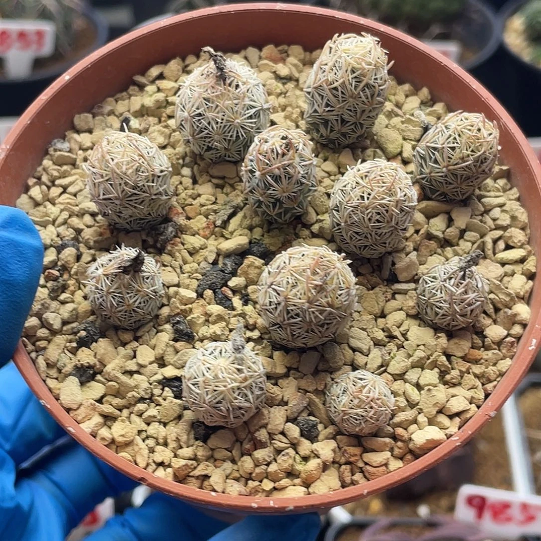 实生紫花紫王子开花母本株