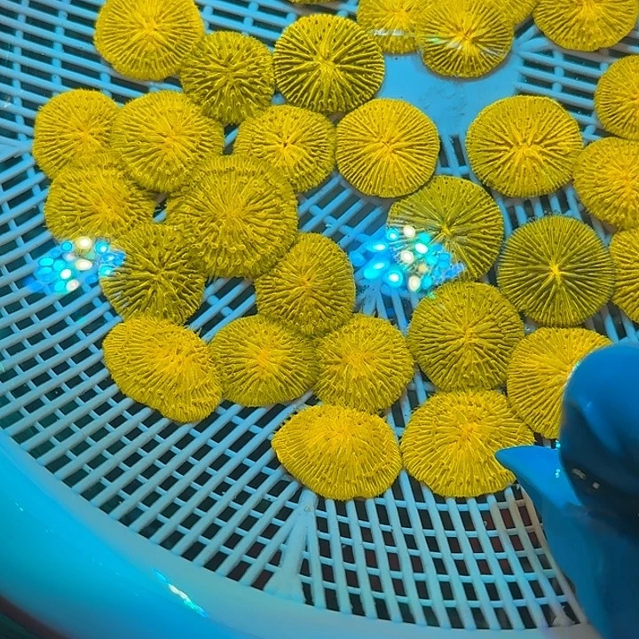 s***m纽扣珊瑚飞盘11111