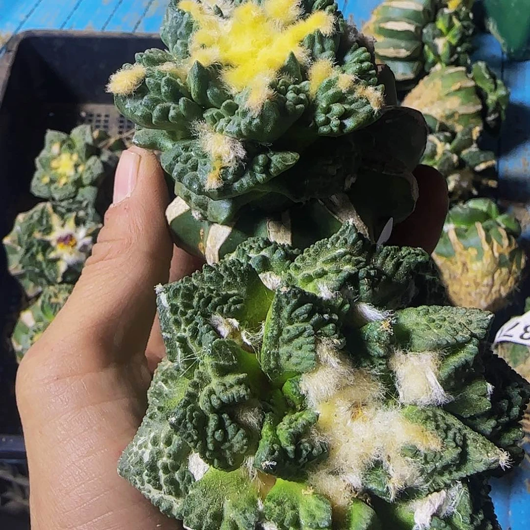 A****沫两个牡丹955仙人球开花