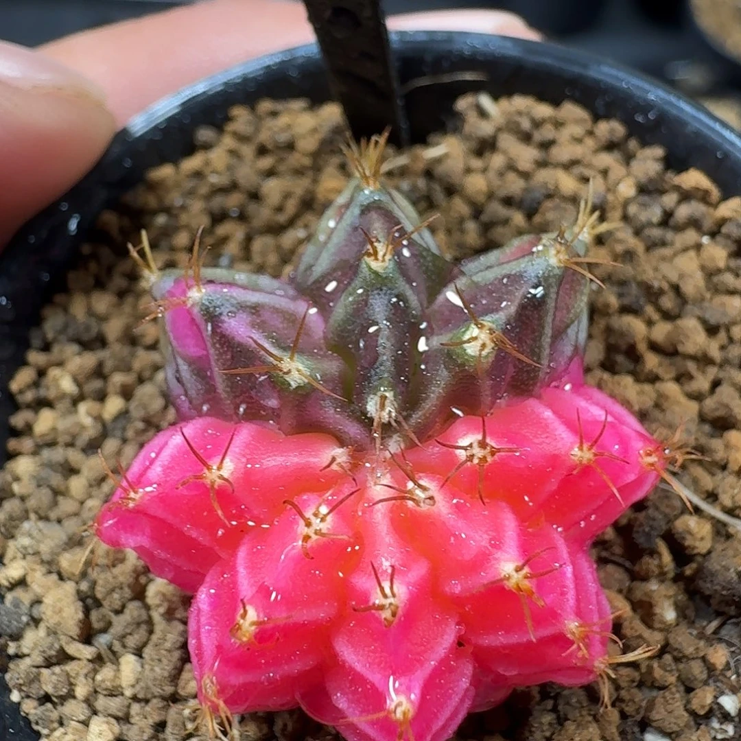 米哈实生自然锦229