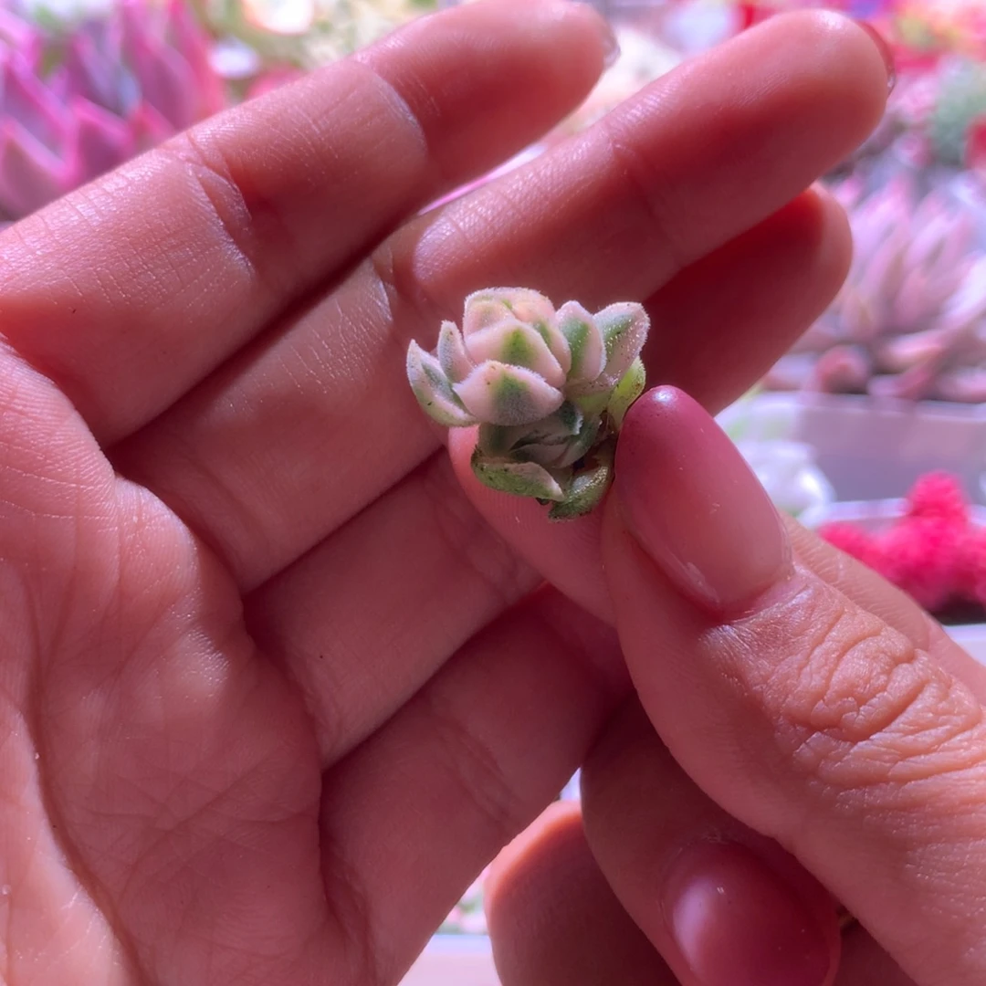 龙宫成覆轮锦带侧芽砍头