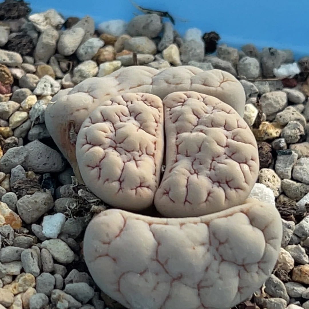 8419凹凸脑纹189一颗