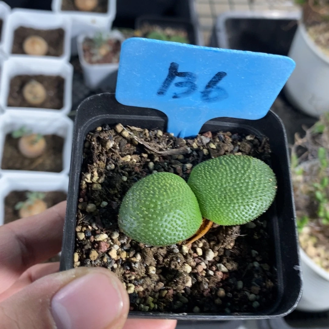 钢挫灯台百合一个