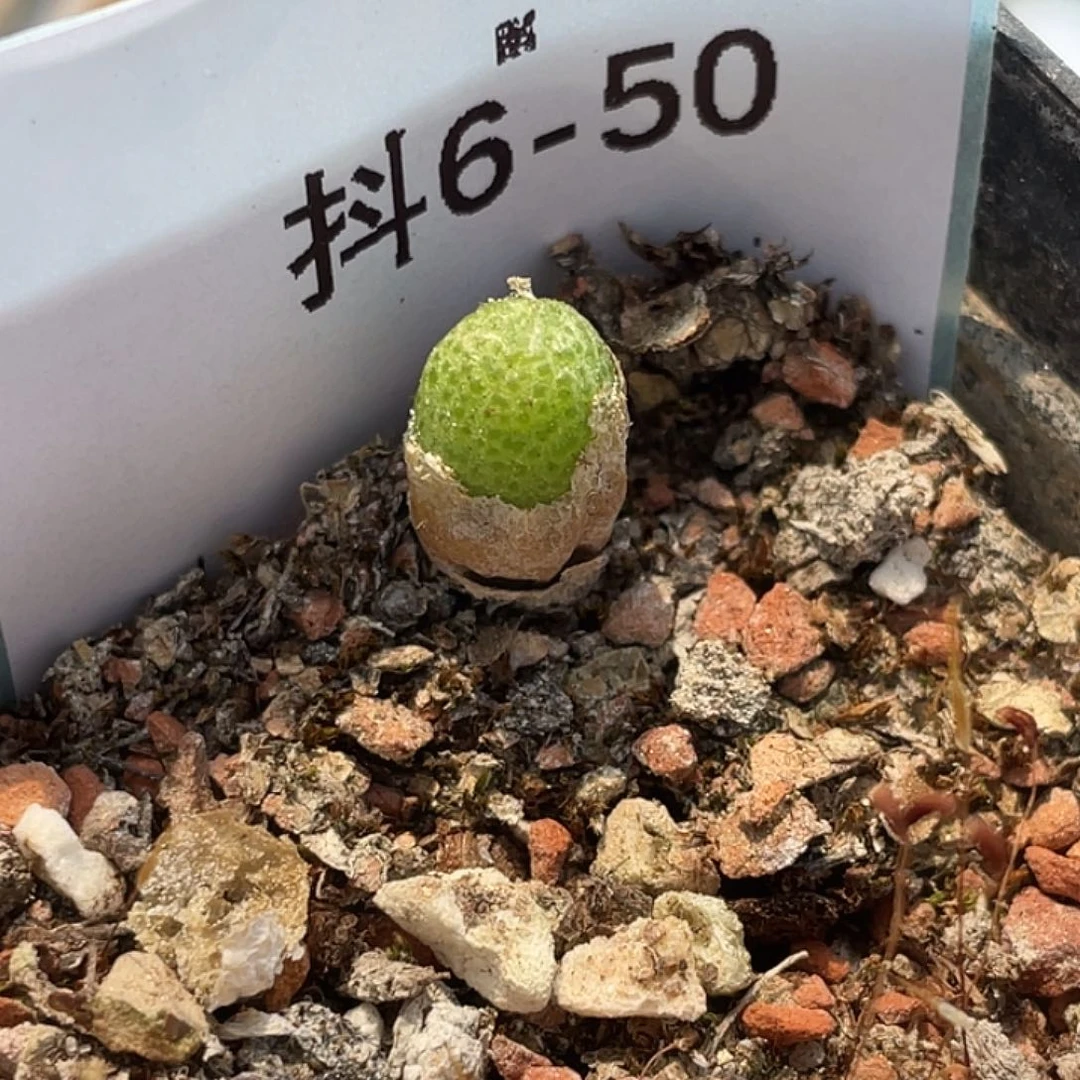 6-50玉米多肉植物