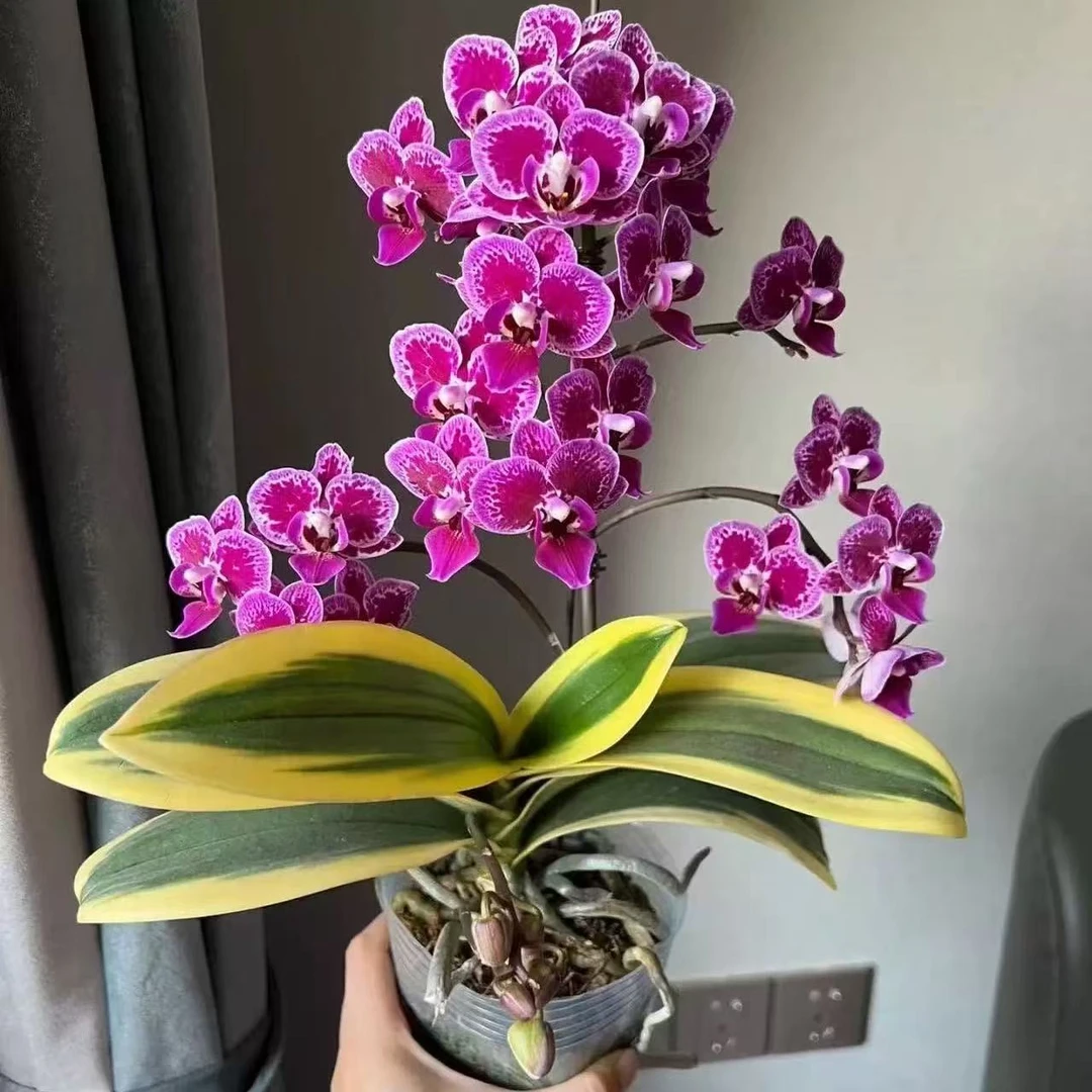 【保底3个花剑】名贵品种 金边蔓越莓 蝴蝶兰