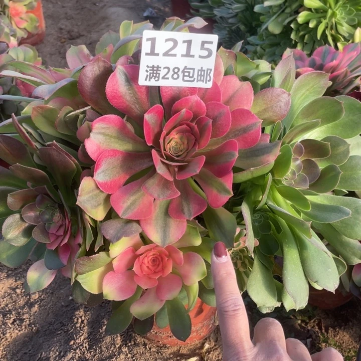 1215一号棚雅典娜多肉C