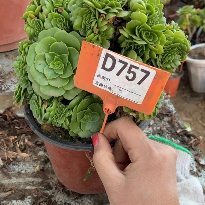 刘***芩D757绿羊绒缀化老住呗