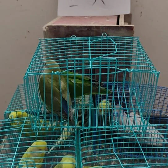 人***客牡丹鹦鹉鹦鹉1对