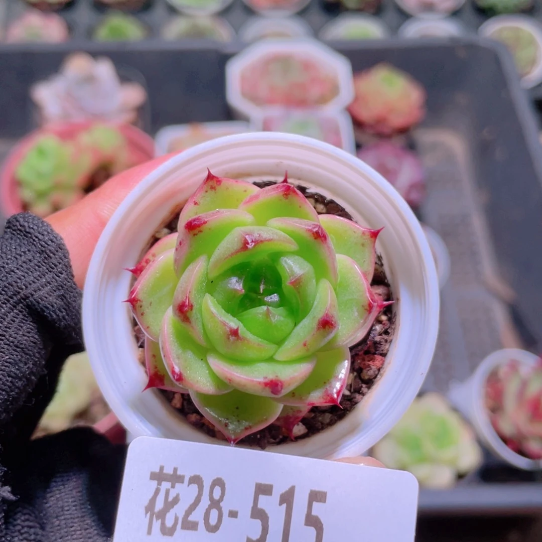 ****i花利美28-515新品
